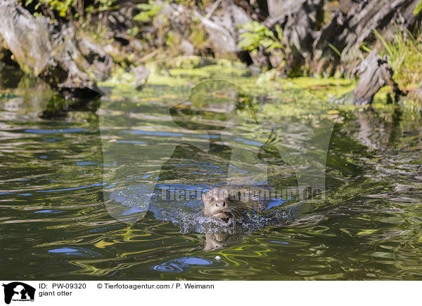 Riesenotter / giant otter / PW-09320