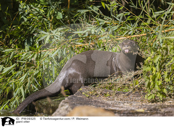 Riesenotter / giant otter / PW-09325