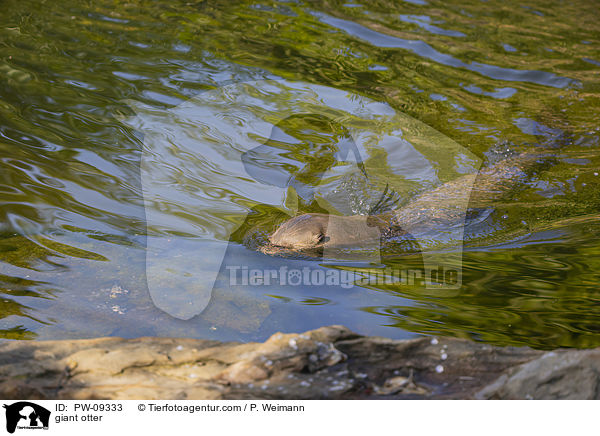 Riesenotter / giant otter / PW-09333