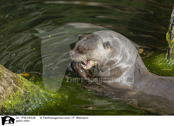 Riesenotter / giant otter / PW-09336