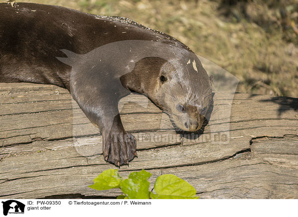 Riesenotter / giant otter / PW-09350