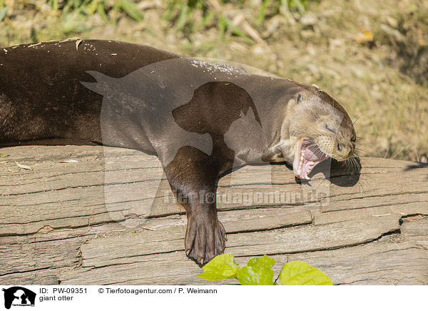 Riesenotter / giant otter / PW-09351