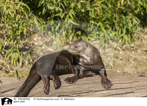 Riesenotter / giant otter / PW-09352