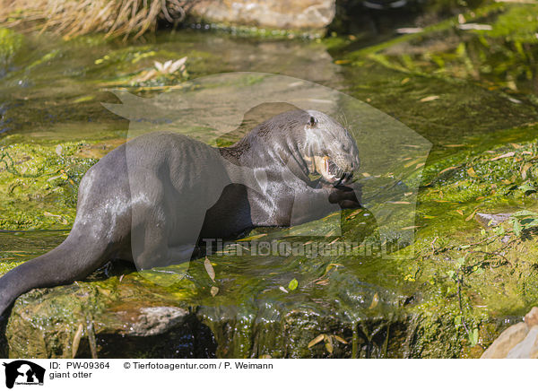 Riesenotter / giant otter / PW-09364