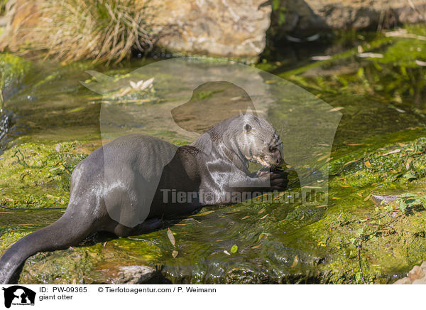 Riesenotter / giant otter / PW-09365