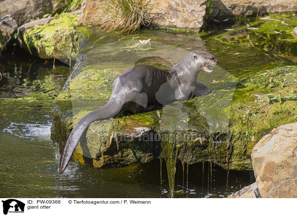 Riesenotter / giant otter / PW-09366