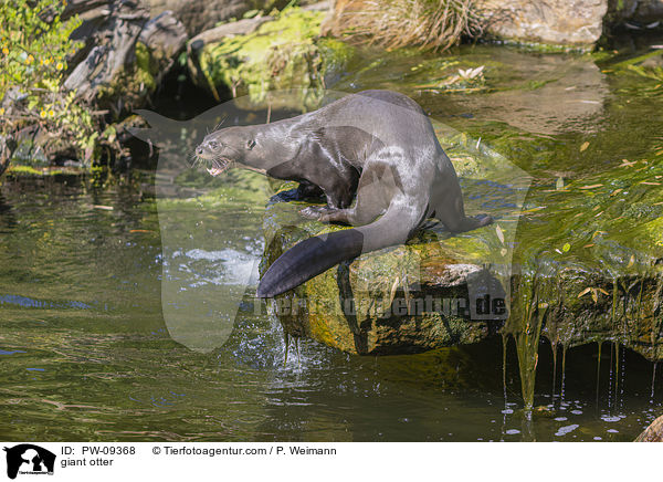 Riesenotter / giant otter / PW-09368