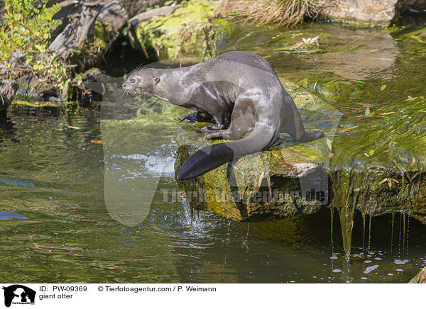 Riesenotter / giant otter / PW-09369