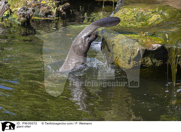 Riesenotter / giant otter / PW-09372