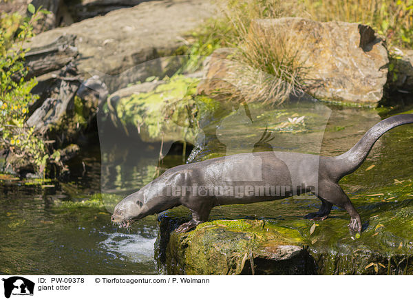 Riesenotter / giant otter / PW-09378