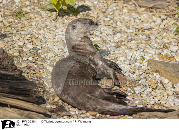 Riesenotter / giant otter / PW-09384