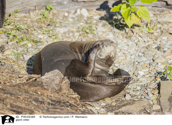 Riesenotter / giant otter / PW-09386