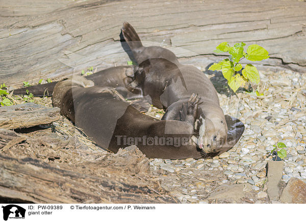 Riesenotter / giant otter / PW-09389