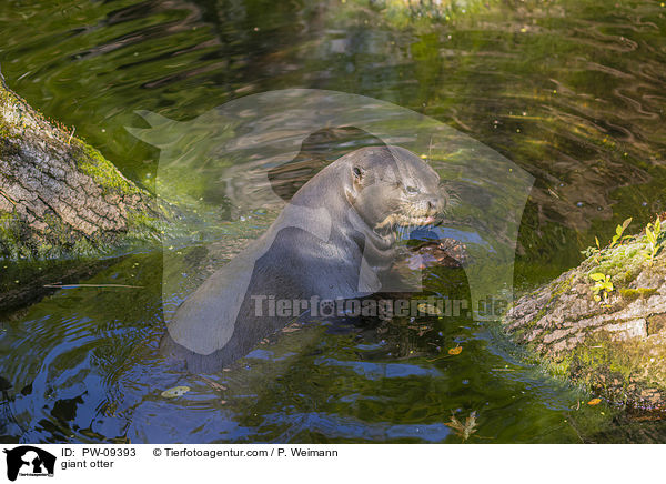 Riesenotter / giant otter / PW-09393