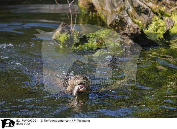 Riesenotter / giant otter / PW-09396