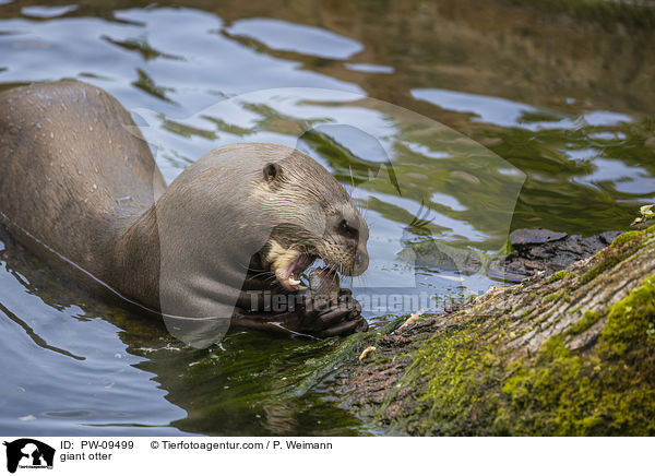 Riesenotter / giant otter / PW-09499