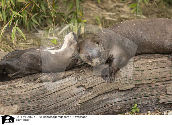 Riesenotter / giant otter / PW-09507