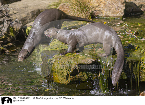 Riesenotter / giant otter / PW-09512