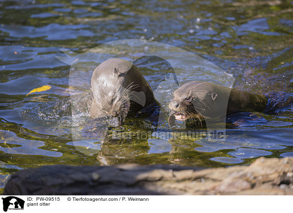 Riesenotter / giant otter / PW-09515