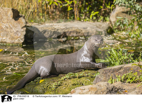 Riesenotter / giant otter / PW-09518