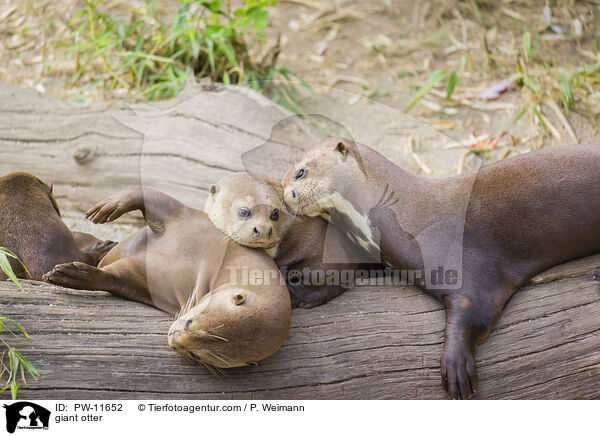 Riesenotter / giant otter / PW-11652