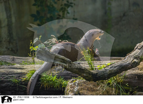 Riesenotter / giant otter / PW-11658