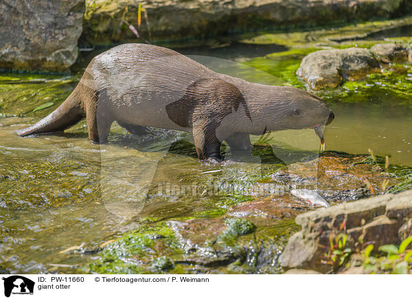 Riesenotter / giant otter / PW-11660