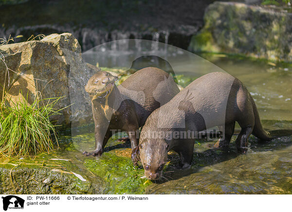 Riesenotter / giant otter / PW-11666