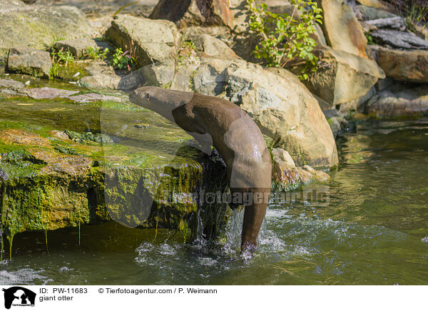 Riesenotter / giant otter / PW-11683