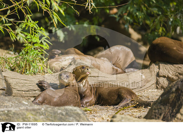 Riesenotter / giant otter / PW-11695