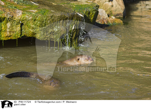 Riesenotter / giant otter / PW-11724