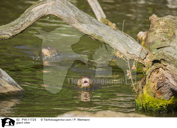 Riesenotter / giant otter / PW-11725