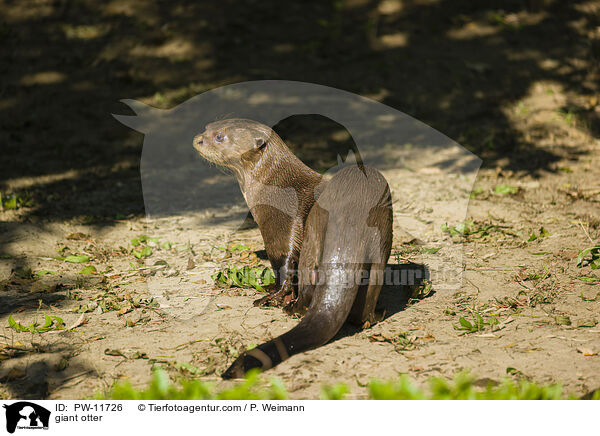 Riesenotter / giant otter / PW-11726