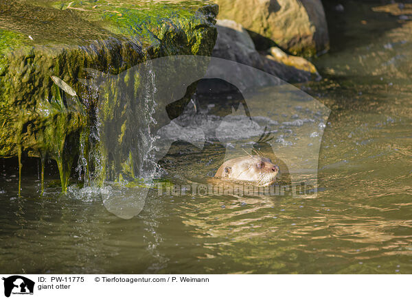 Riesenotter / giant otter / PW-11775