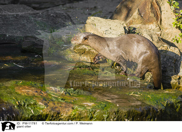 Riesenotter / giant otter / PW-11781