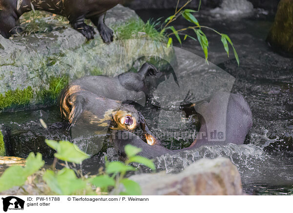 Riesenotter / giant otter / PW-11788