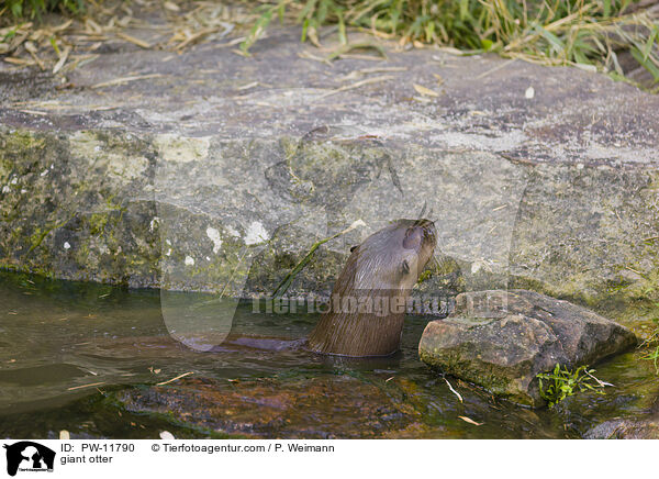 Riesenotter / giant otter / PW-11790