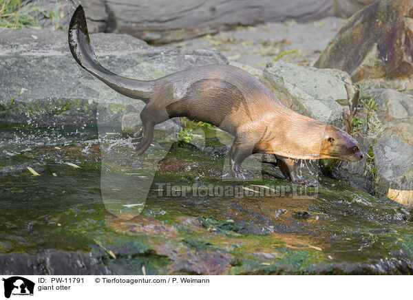 Riesenotter / giant otter / PW-11791