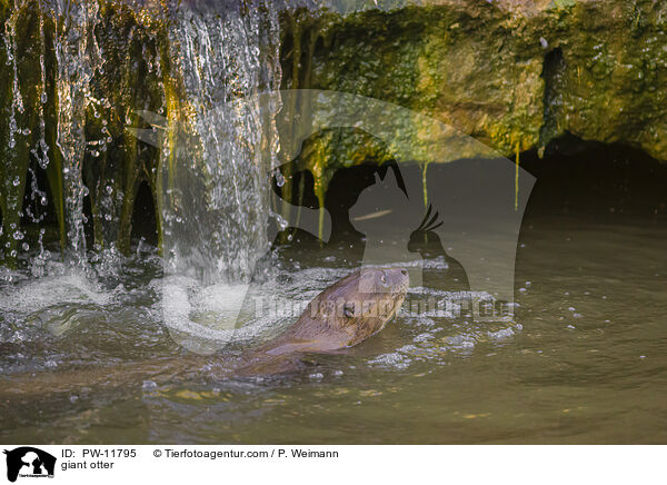 Riesenotter / giant otter / PW-11795