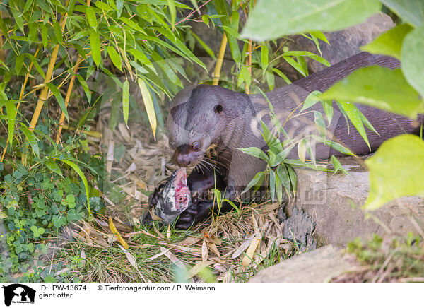 Riesenotter / giant otter / PW-13674