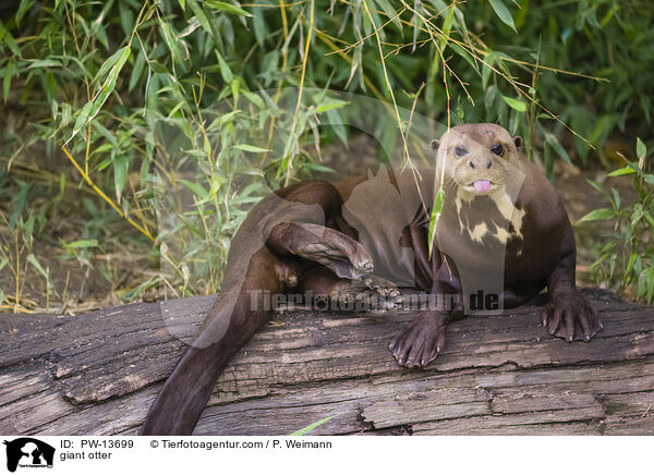 Riesenotter / giant otter / PW-13699