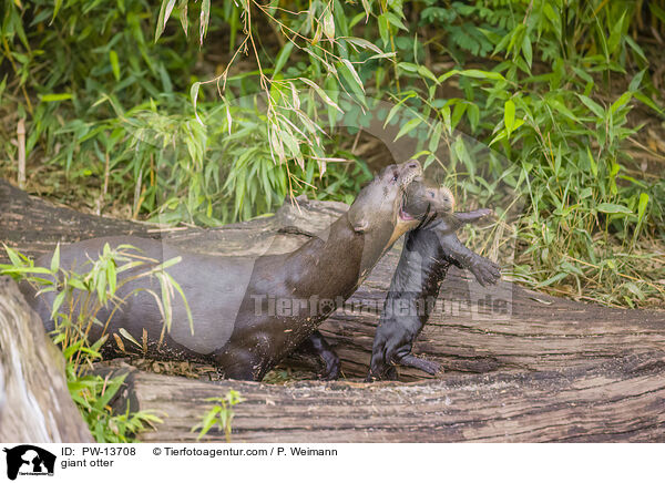 Riesenotter / giant otter / PW-13708