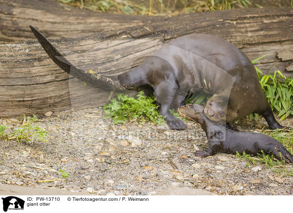 Riesenotter / giant otter / PW-13710