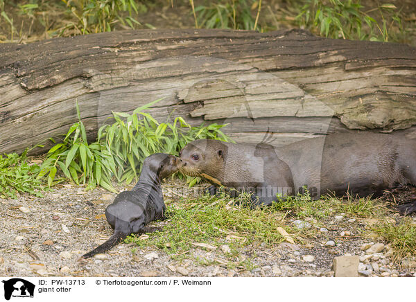 Riesenotter / giant otter / PW-13713