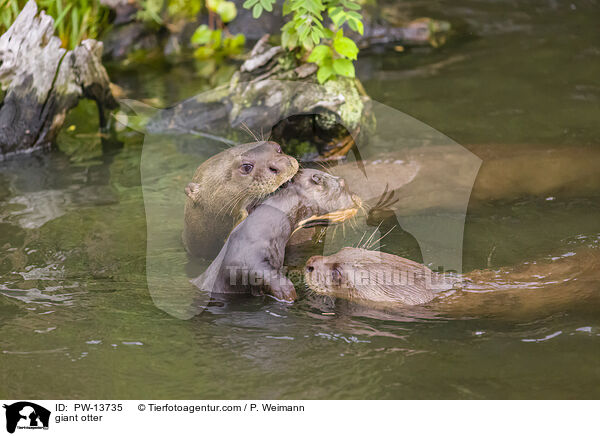 Riesenotter / giant otter / PW-13735