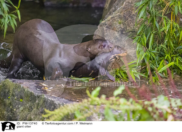 Riesenotter / giant otter / PW-13740