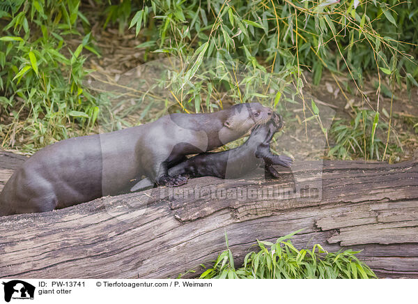 Riesenotter / giant otter / PW-13741