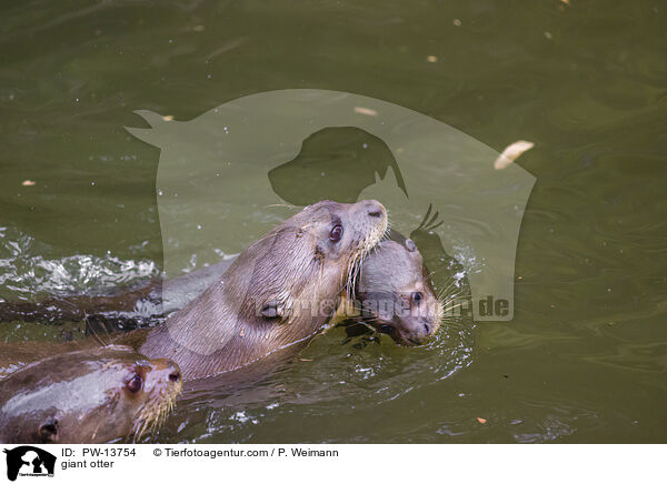 Riesenotter / giant otter / PW-13754