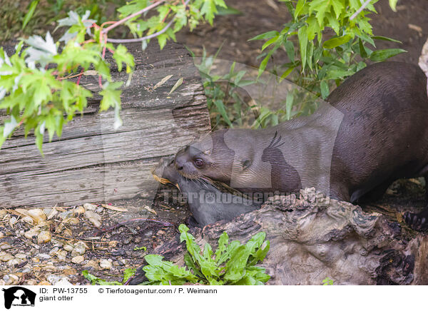 Riesenotter / giant otter / PW-13755