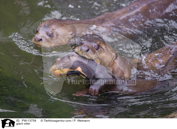 Riesenotter / giant otter / PW-13758